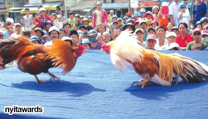 lễ hội chọi gà